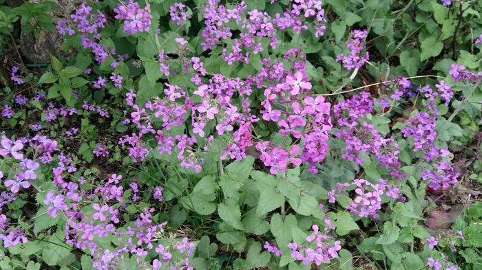 Lunaria; 8 aprilie 2016
