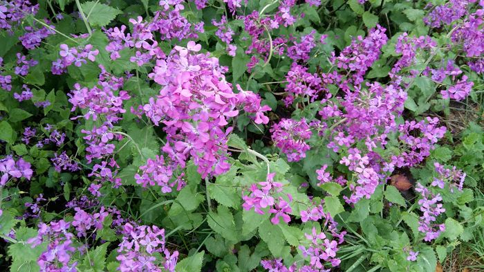 Lunaria - Aprilie 2016