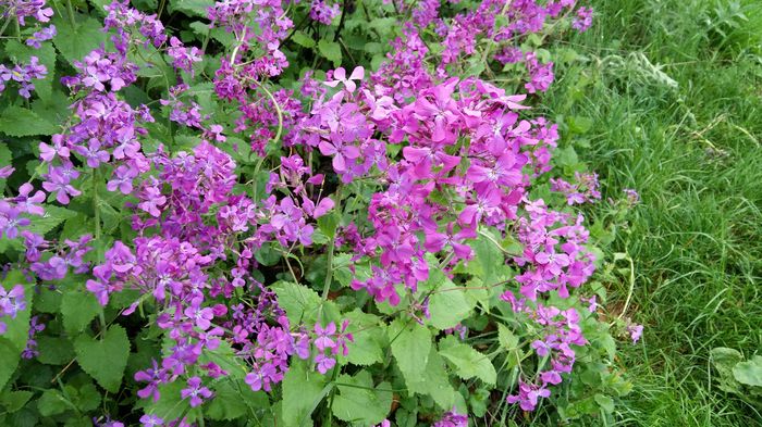 Lunaria - Aprilie 2016