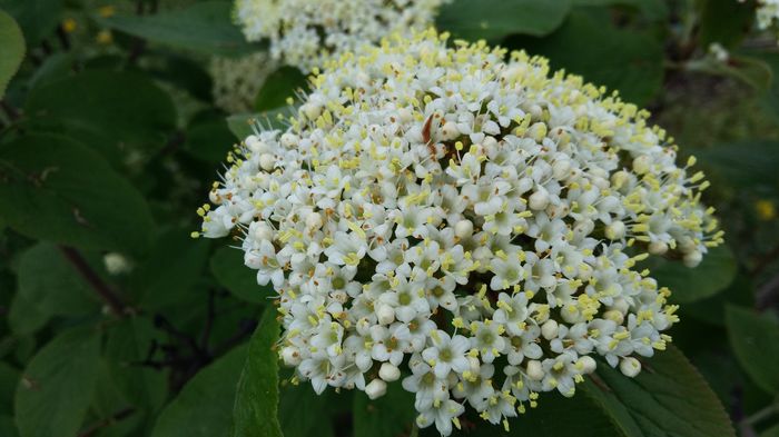 Viburnum; 12 aprilie 2016
