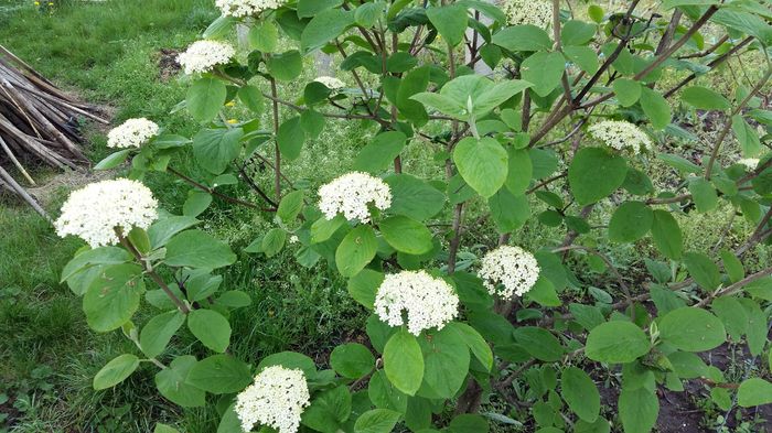 Viburnum; 12 aprilie 2016
