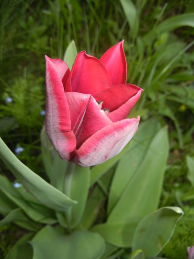 Tulipa Negrita (2016, April 06) - Tulipa Negrita