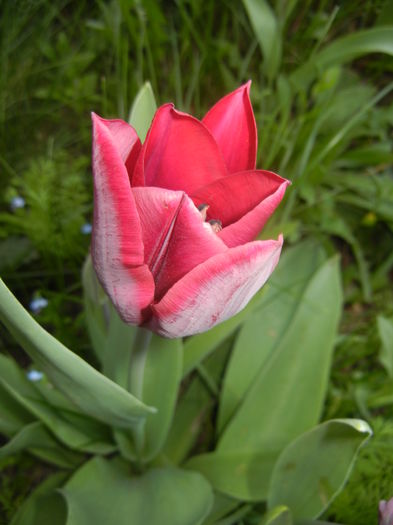 Tulipa Negrita (2016, April 06)