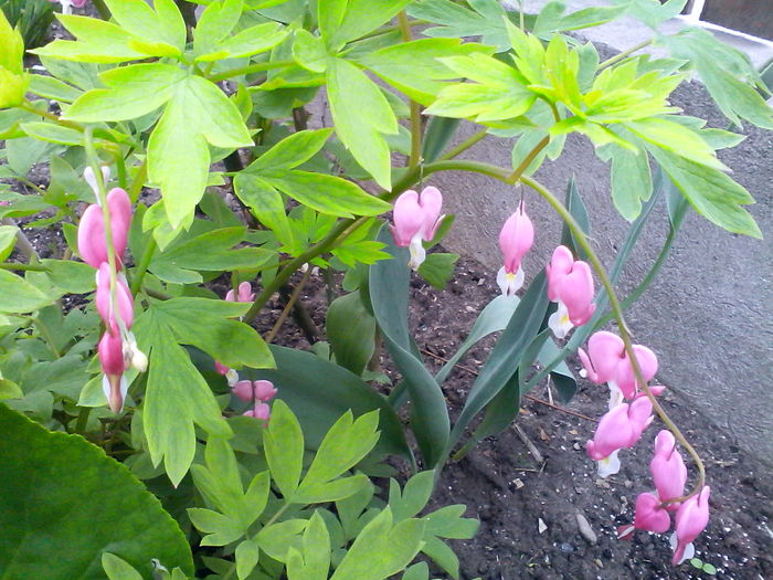 IMG_20160414_095327 - Mica mea gradina cu flori