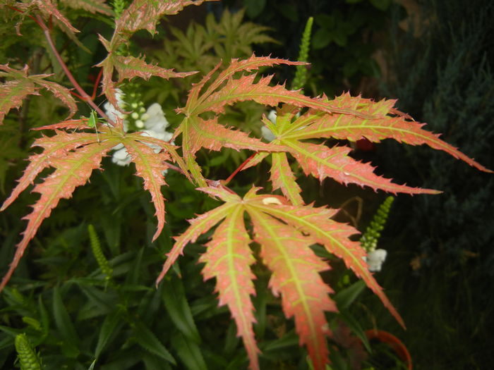 Acer palmatum Ariadne (2015, July 01)