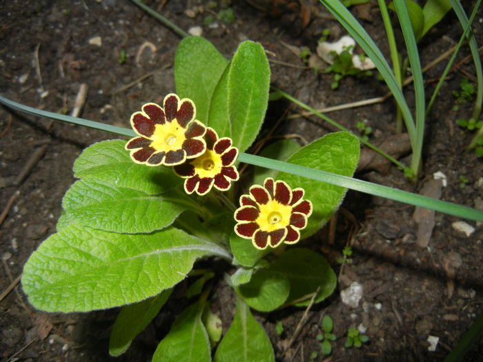 Primula elatior Gold Lace (2016, Apr.05)