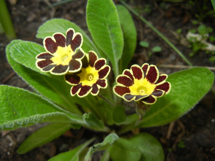 Primula elatior Gold Lace (2016, Apr.07) - PRIMULA Elatior Gold Lace