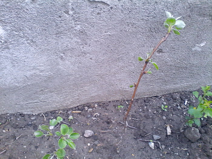 Butas de par prins - Mica mea gradina cu flori