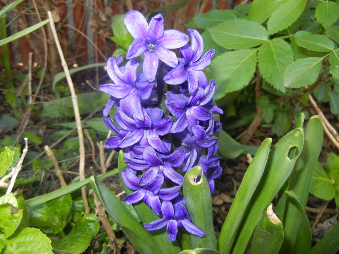 Hyacinth Peter Stuyvesant (2016, Apr.03)