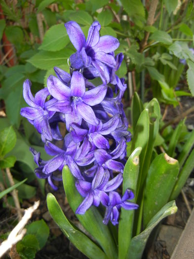 Hyacinth Peter Stuyvesant (2016, Apr.04)