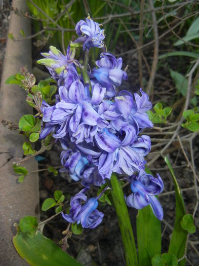 Hyacinth Isabelle (2016, April 03)