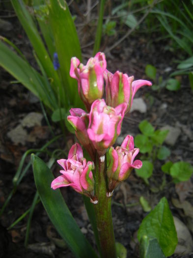 Hyacinth Eros (2016, April 03)