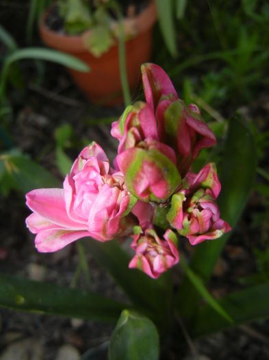 Hyacinth Eros (2016, April 04)