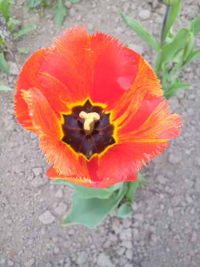 lalea rosie franjurat - Primavara 2016