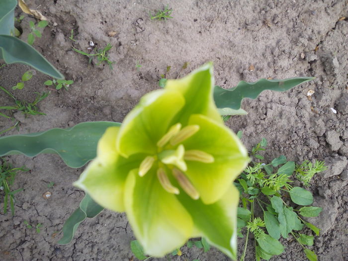 lalea galben cu verde