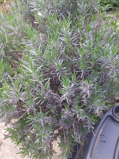 lavanda