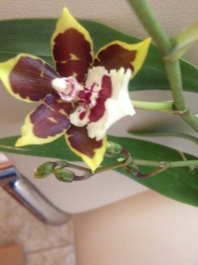 prima floare la micuta mea colmanara