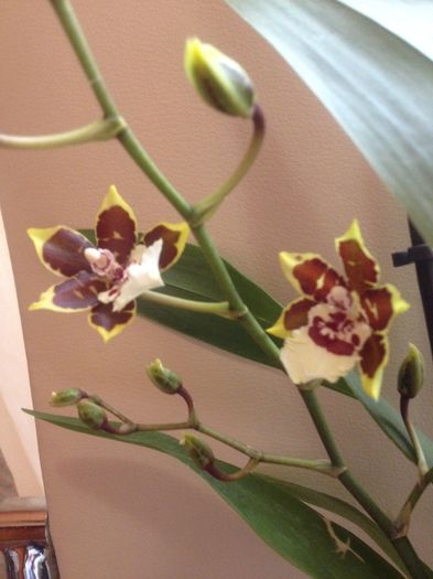 Odontocidium jungle monarch