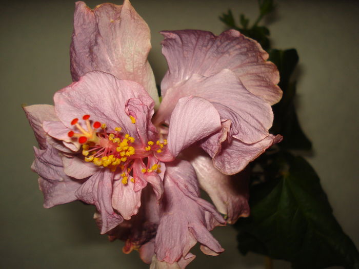 DSC04990 - HIBISCUS 2016