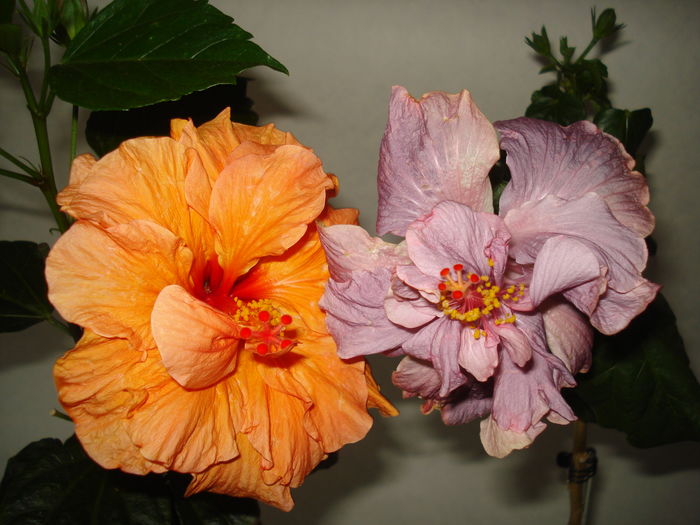 DSC05002 - HIBISCUS 2016