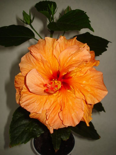 DSC04995 - Hibiscus Panorama