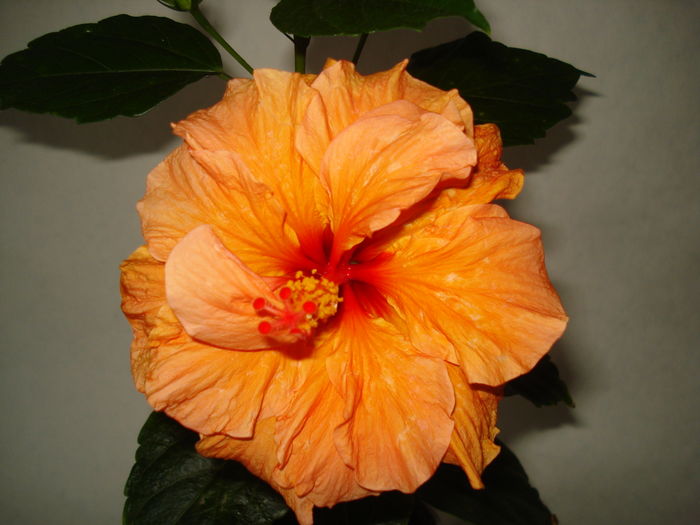 DSC04996 - Hibiscus Panorama