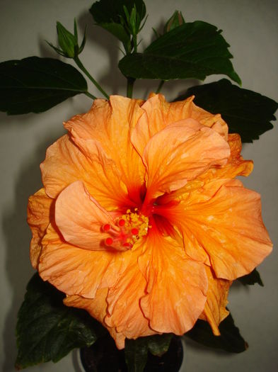 DSC04997 - Hibiscus Panorama