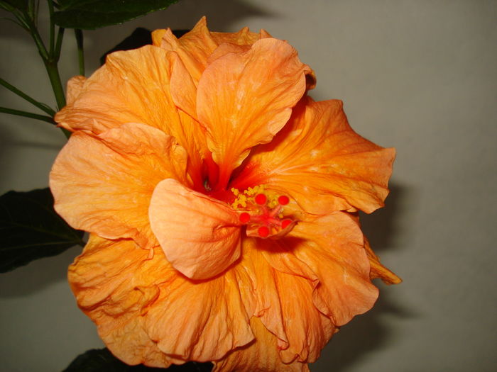 DSC05000 - Hibiscus Panorama