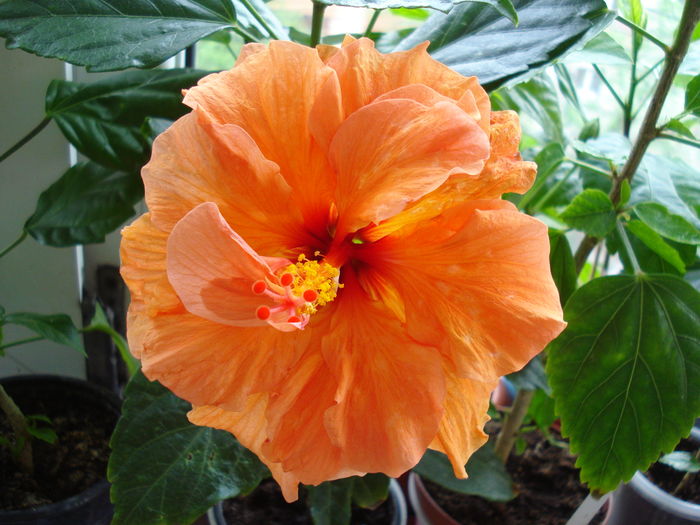 DSC05020 - Hibiscus Panorama