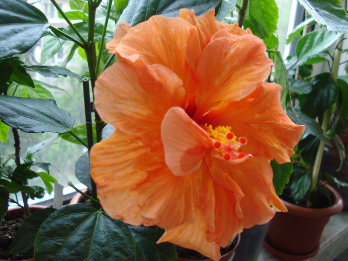 DSC05021 - Hibiscus Panorama