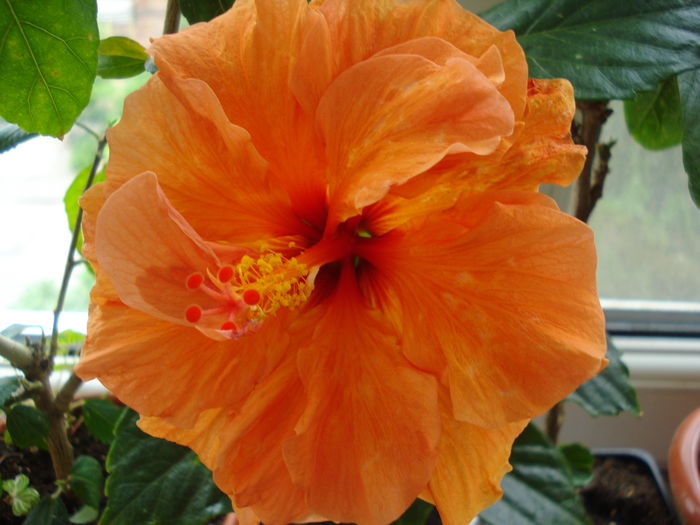 DSC05023 - Hibiscus Panorama