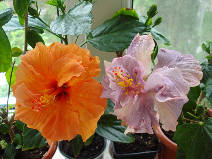 DSC05025 - Hibiscus Panorama