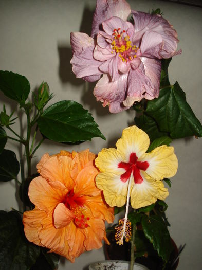 DSC05011 - Hibiscus Panorama