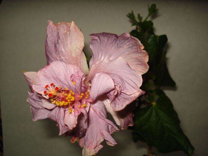 DSC04989 - Hibiscus Key West Thunderhead