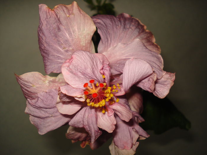 DSC04994 - Hibiscus Key West Thunderhead