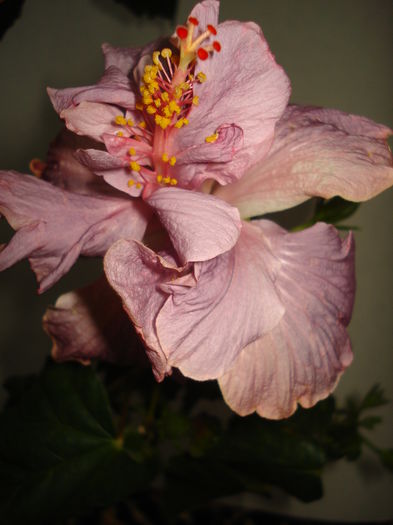 DSC05015 - Hibiscus Key West Thunderhead