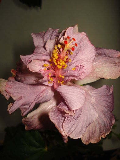 DSC05016 - Hibiscus Key West Thunderhead