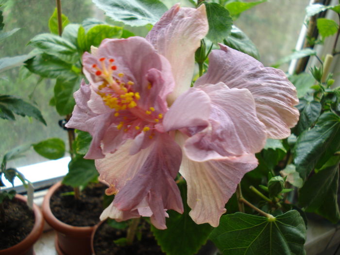 DSC05029 - Hibiscus Key West Thunderhead