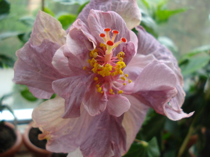 DSC05030 - Hibiscus Key West Thunderhead