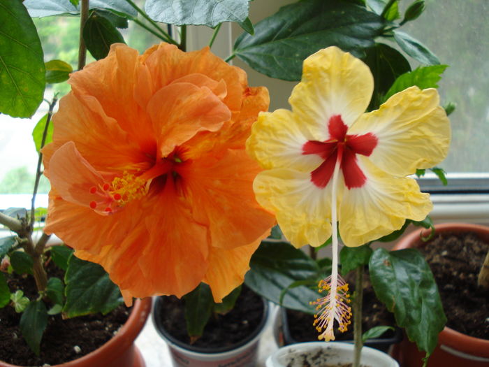 DSC05024 - Hibiscus Sylvia Goodman