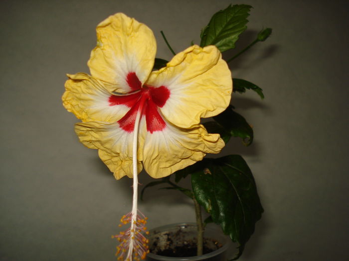 DSC05019 - Hibiscus Sylvia Goodman