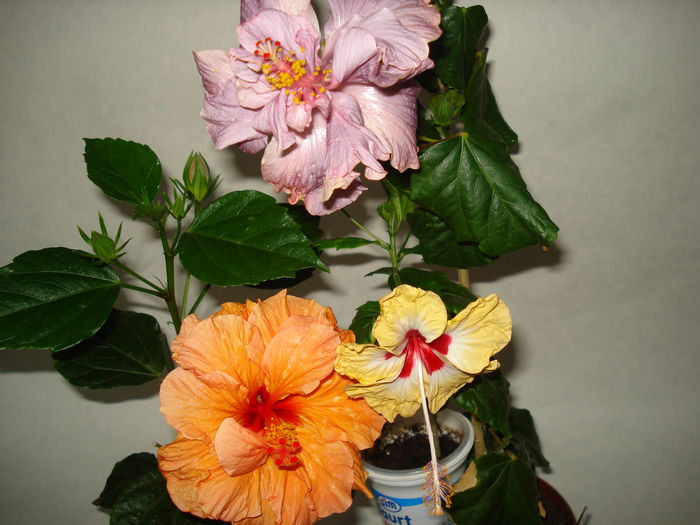 DSC05008