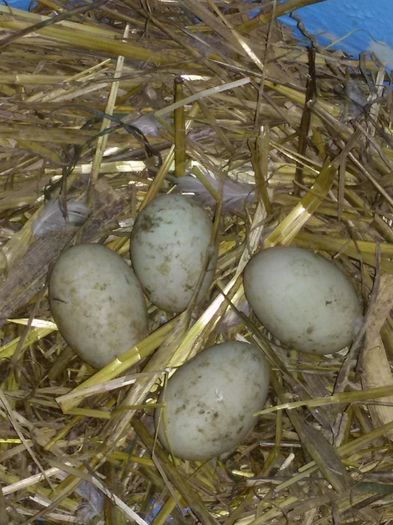 Au fost 7 dar s au spart, o sa stea pe ele oare?