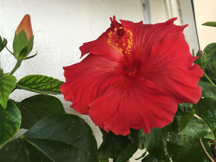 Helene-14.04.2016 - Flori 2016