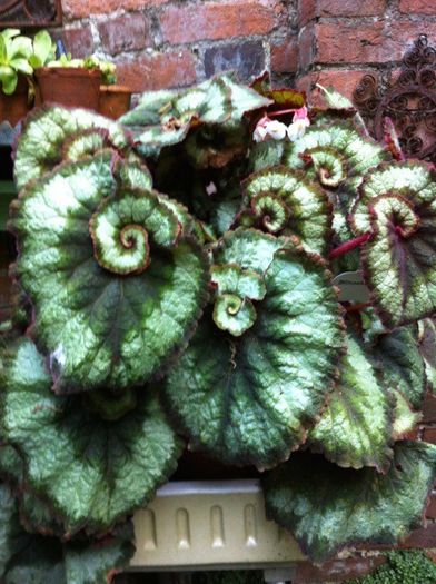 Snail-begonia-©Stephanie-Donaldson - dorinte 2016