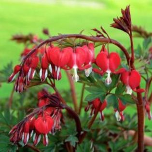 dicentra - dorinte 2016