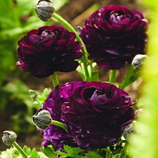 ranunculus - dorinte 2016