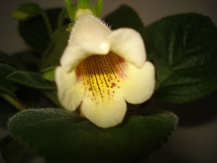 DSC04985 - FLORI 2016