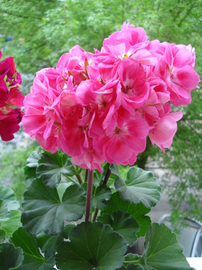 DSC05043 - FLORI 2016