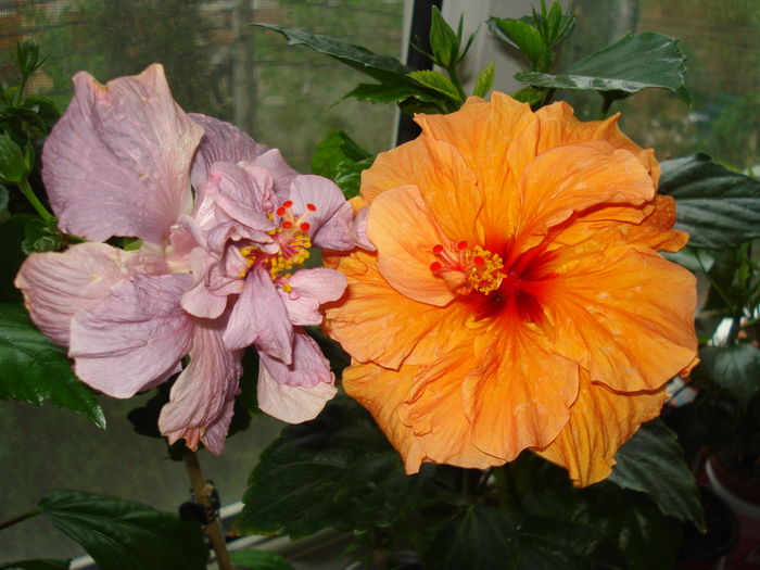 DSC05061 - Hibiscus Panorama